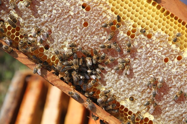 Première récolte de miel du Coudon aout 2013