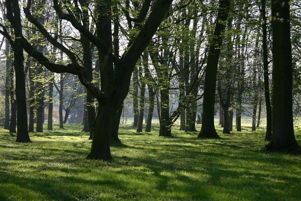 Le sous bois